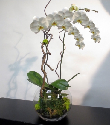 Plante orchidée